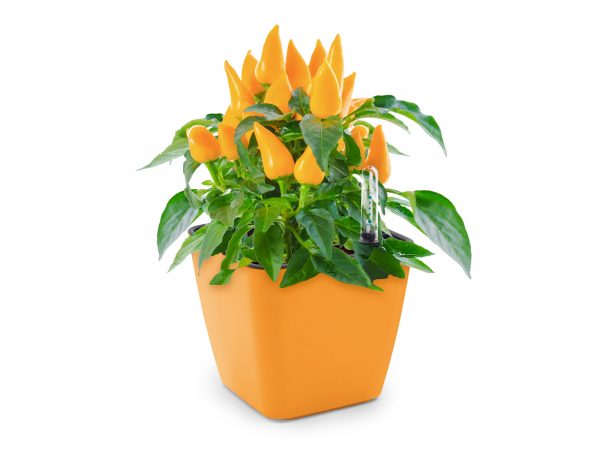 Cultivă ardei iute chilli Habanero - imagine 2