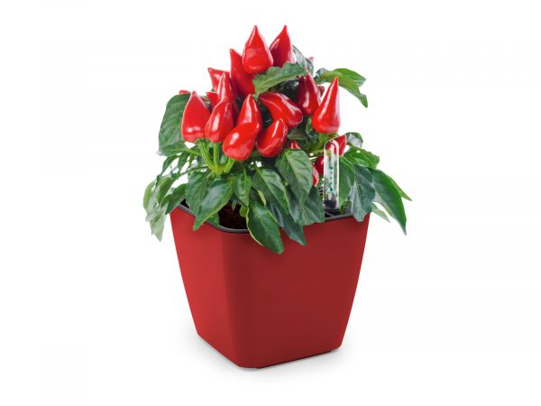 Cultivă ardei iute chilli Jalapeno RedOld - imagine 2