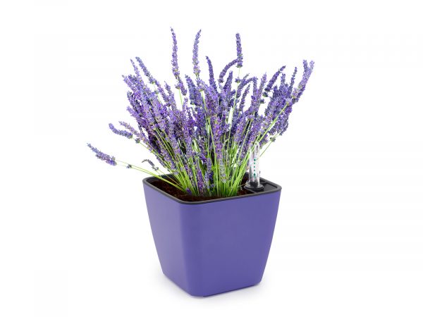 Set de cultivare lavandă - imagine 2