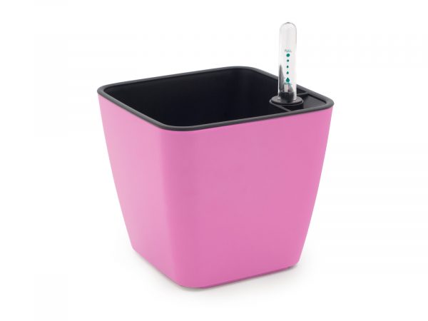 Cultivă flori comestibile - imagine 3