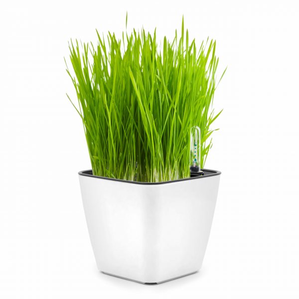 Cultivă iarba pisicii - imagine 2