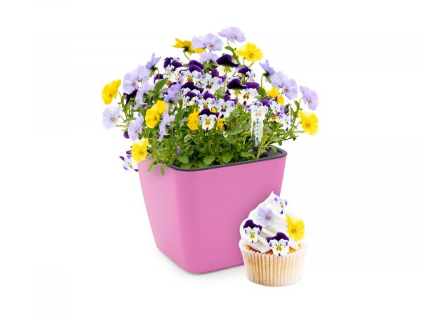 Cultivă flori comestibile - imagine 2