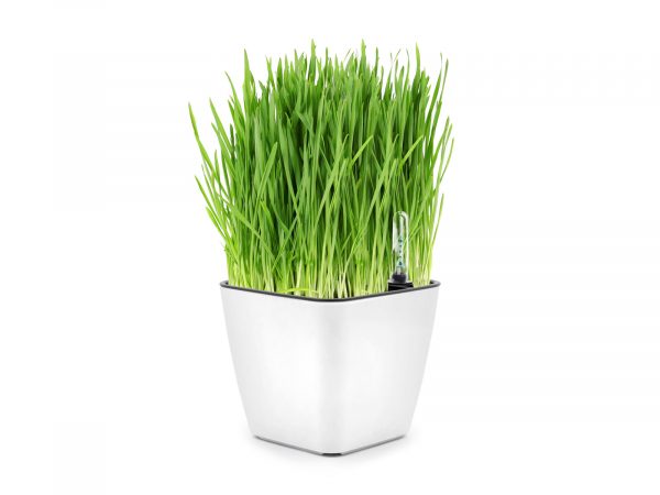 Set pentru cultivarea ierbii pentru rozătoare - imagine 2