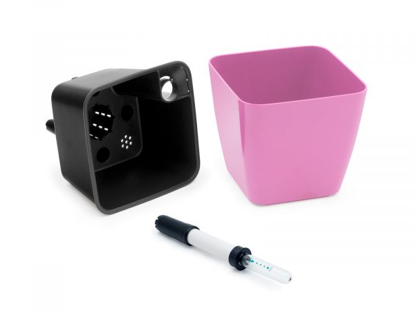 Cultivă flori comestibile - imagine 4