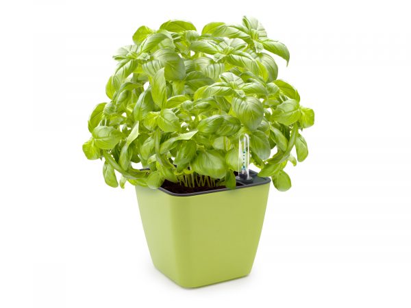 Set de cultivare busuioc - imagine 2