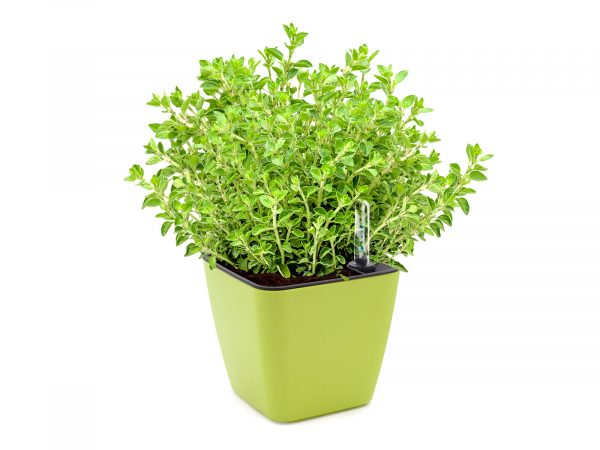 Set de cultivare oregano - imagine 2