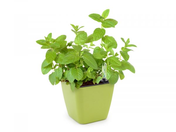 Set de cultivare mentă - imagine 2