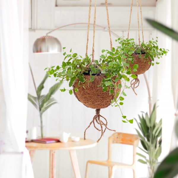 Vas decorativ KOKODAMA pentru ghiveciul cu flori, din fibră de nucă de cocos - imagine 9