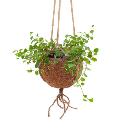 Vas decorativ KOKODAMA pentru ghiveciul cu flori, din fibră de nucă de cocos