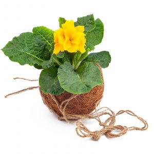 Vas decorativ KOKODAMA pentru ghiveciul cu flori, din fibră de nucă de cocos - imagine 6