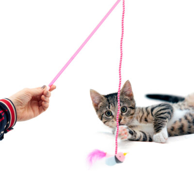 Jucărie pentru pisici, stâlp cu pene și pasăre, roșie