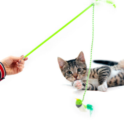 Jucărie pentru pisici, stâlp cu pene și pasăre, verde