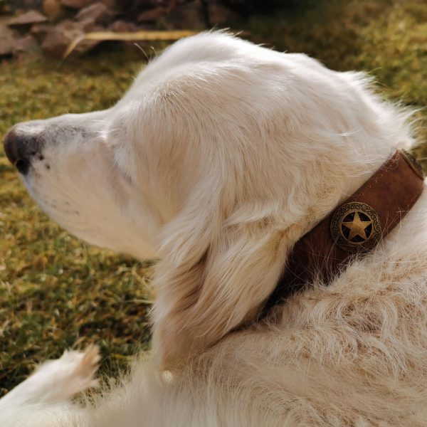 Zgardă STAR, piele ecologică, maronie, Domestico - imagine 2