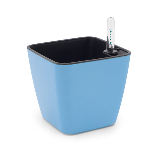 RA1313_BlackIn_Modry Cultivă flori comestibile - imagine 5