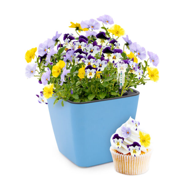 RA1313_Blue_EdibleFlowers Cultivă flori comestibile - imagine 2