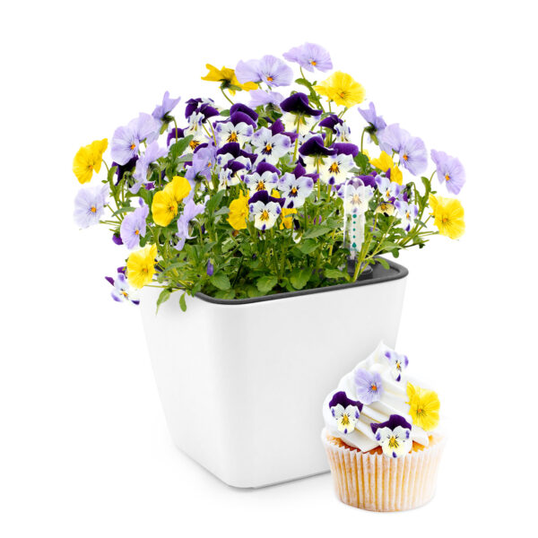 Cultivă flori comestibile - imagine 2