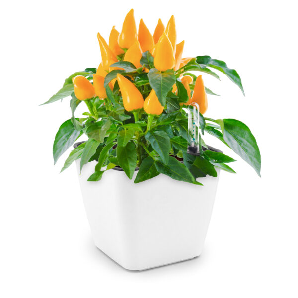 RA1313_White_Habanero Cultivă ardei iute chilli Habanero - imagine 2