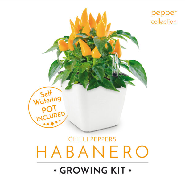 RA1313_White_Habanero-LabelFront Cultivă ardei iute chilli Habanero - imagine 3