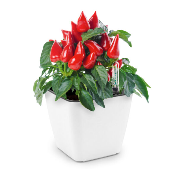 Cultivă ardei iute chilli Jalapeno, Habanero SET DUBLU - imagine 10