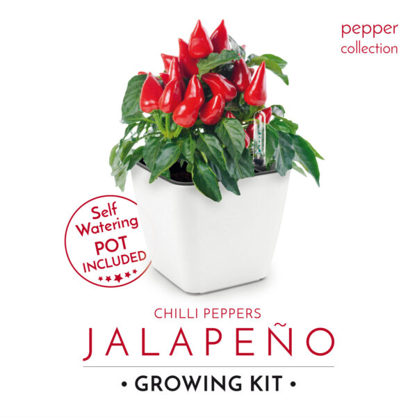 Cultivă ardei iute chilli Jalapeno, Habanero SET DUBLU - imagine 8