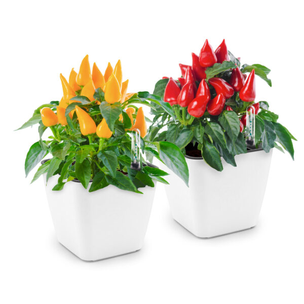 Cultivă ardei iute chilli Jalapeno, Habanero SET DUBLU - imagine 2