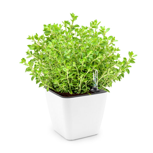 Set de cultivare oregano - imagine 2