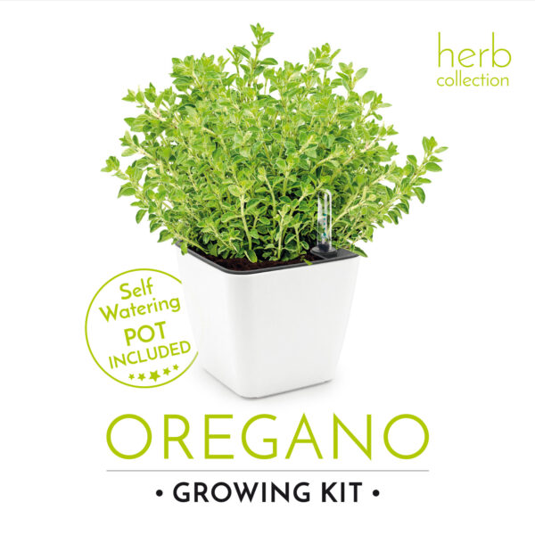 Set de cultivare oregano - imagine 3