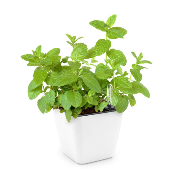 Set de cultivare mentă - imagine 2