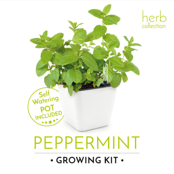 Set de cultivare mentă - imagine 3